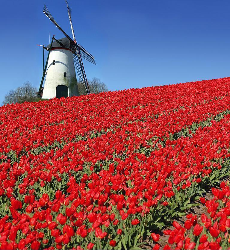 荷蘭‧比利時‧花季 - NEDERLANDS‧BELGIUM