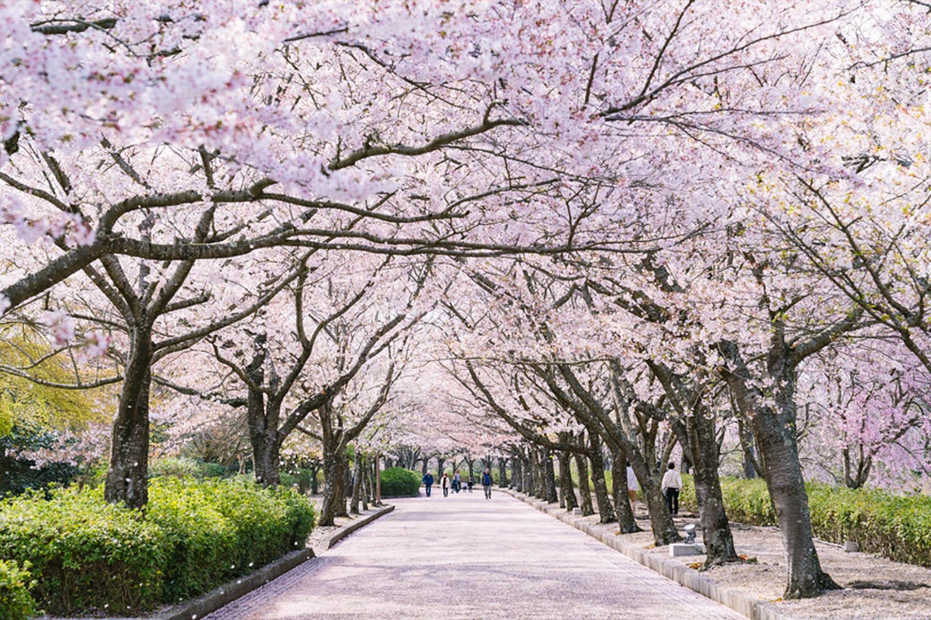 日本春季