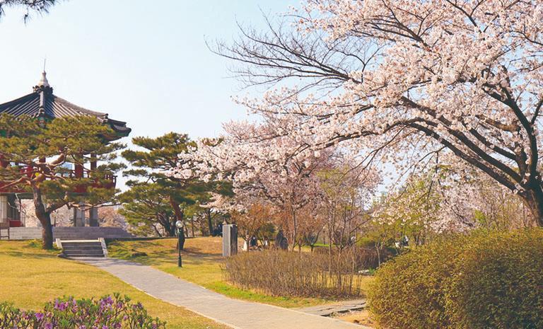 韓國．櫻沐一山湖水5日(春季) - 春詠湖巖藝境．夕陽濱海暖泉．5星首爾3晚