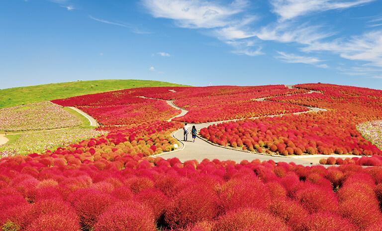 東北．藏王漫天緋紅7日(秋季) - 溫泉風雅御宿．掃帚草火精靈．五色沼楓光