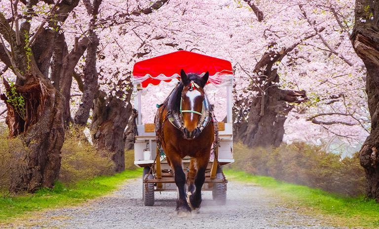 東北．十和田櫻漫天7日(春季賞櫻)