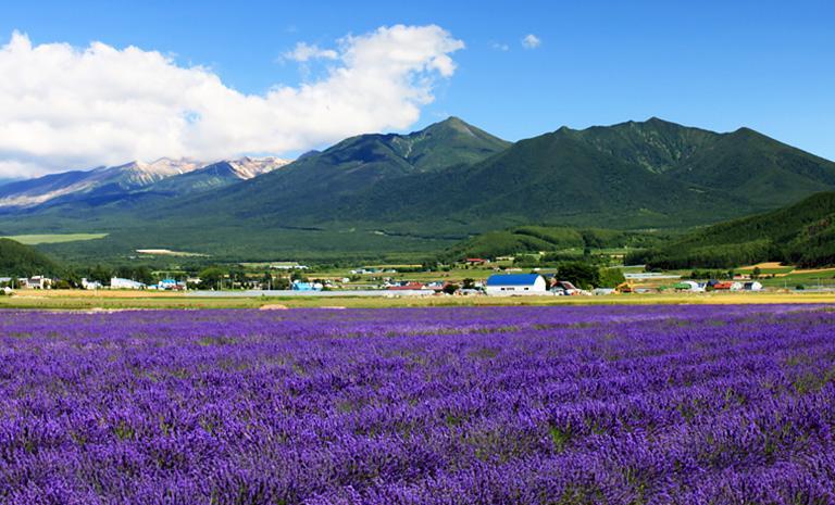 北海道．紫漾薰衣草5日(夏季) - 夢幻美瑛青池．層雲峽纜車．小樽浪漫情書