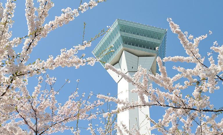 北海道．櫻綻札幌戀曲5日(春季) - 粉彩五稜郭．小樽歐風情調．函館百萬絢夜